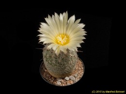 Coryphantha werdermannii 1638